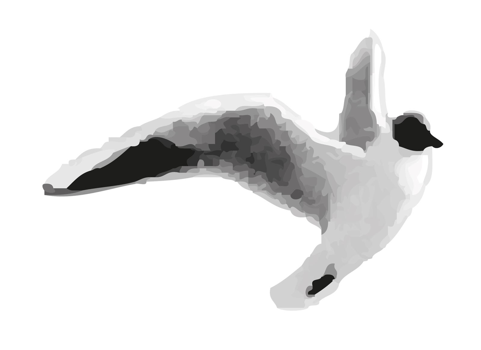 bildlogo