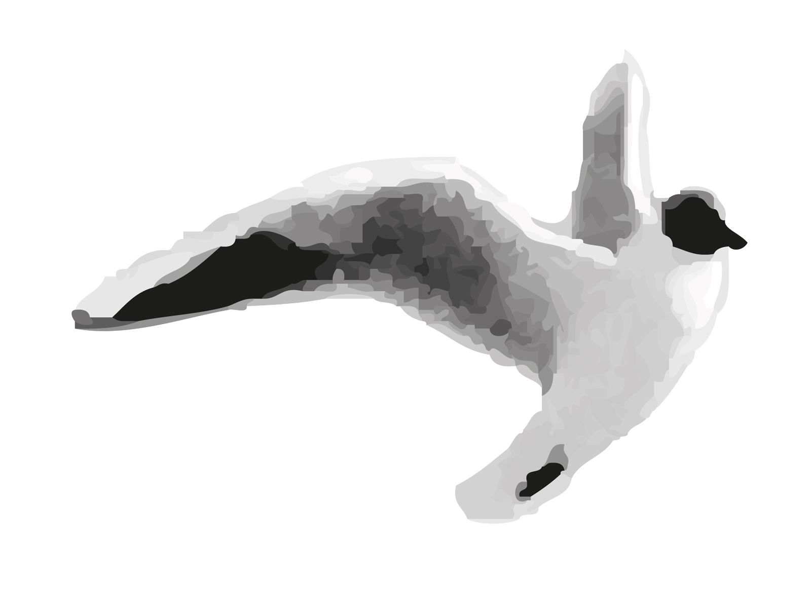 bildlogo